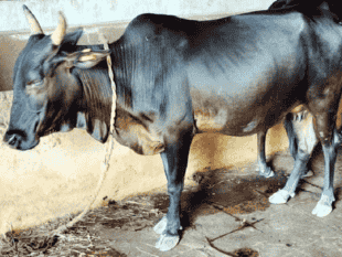 कोंकण कपिला